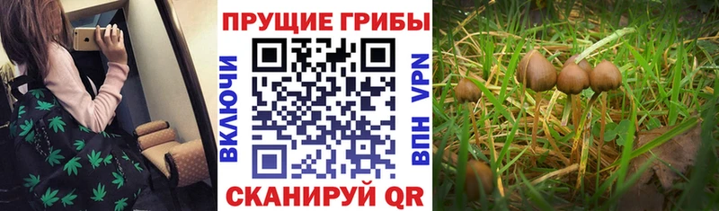 Галлюциногенные грибы Psilocybine cubensis  Тутаев 